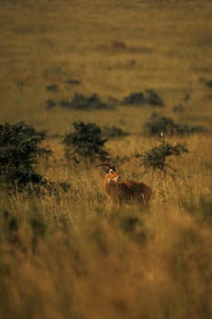 Majestic antelope standing amidst lush golden grassland at sunrise.