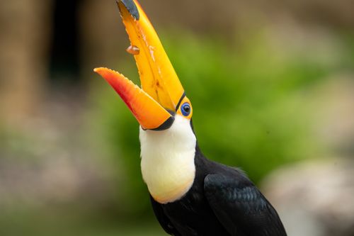 Free Close-up of a colorful Toco Toucan with open beak in the wild. Stock Photo