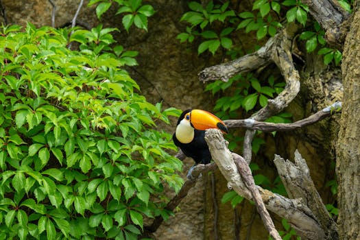 A colorful toucan resting on a branch amidst vibrant green leaves, creating a lively tropical scene.