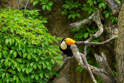 Free A colorful toucan resting on a branch amidst vibrant green leaves, creating a lively tropical scene. Stock Photo