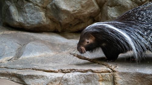 Free A detailed image of a porcupine walking on a rocky surface, showcasing its unique quills. Stock Photo
