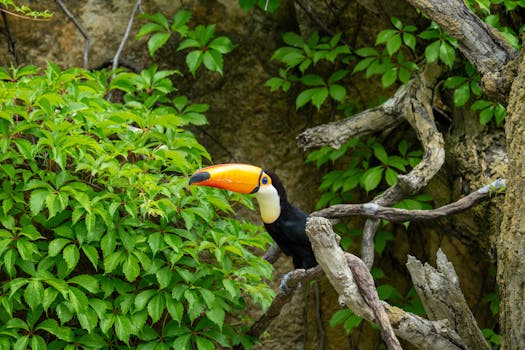 Vibrant toucan perched on tree branches surrounded by dense green foliage.