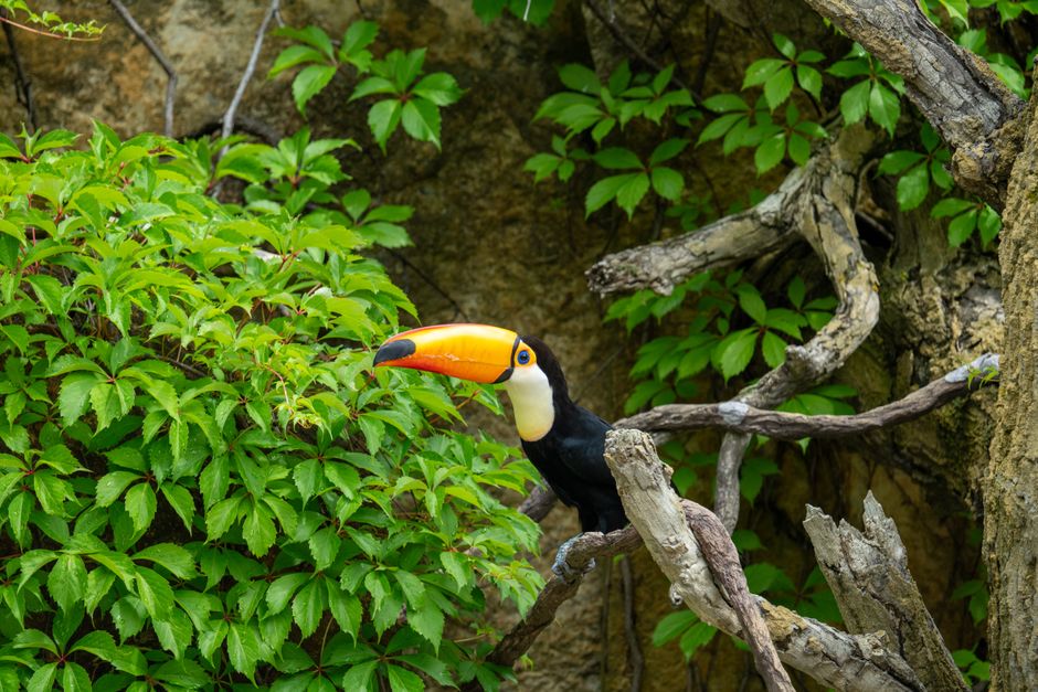 Vibrant toucan perched on tree branches surrounded by dense green foliage.