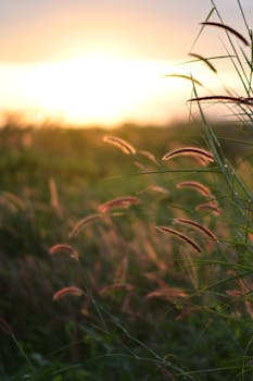 Beautiful sunrise over a meadow with dewy grass and soft sunlight creating a warm glow.