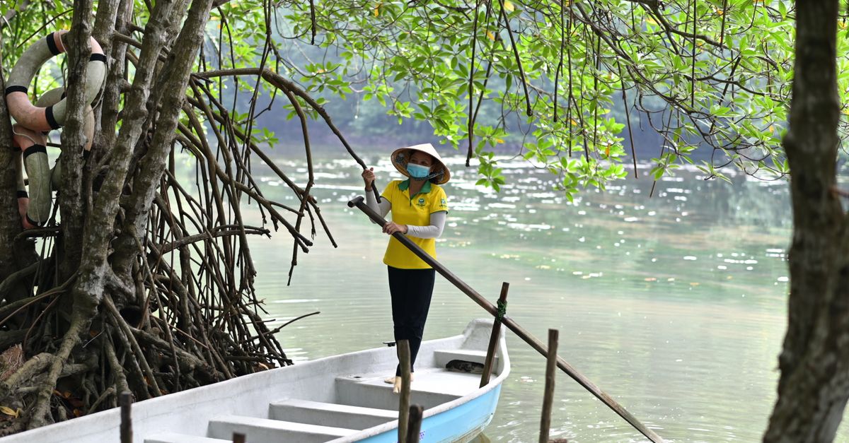 Woman in traditional hat paddling through a tranquil mangrove forest river.