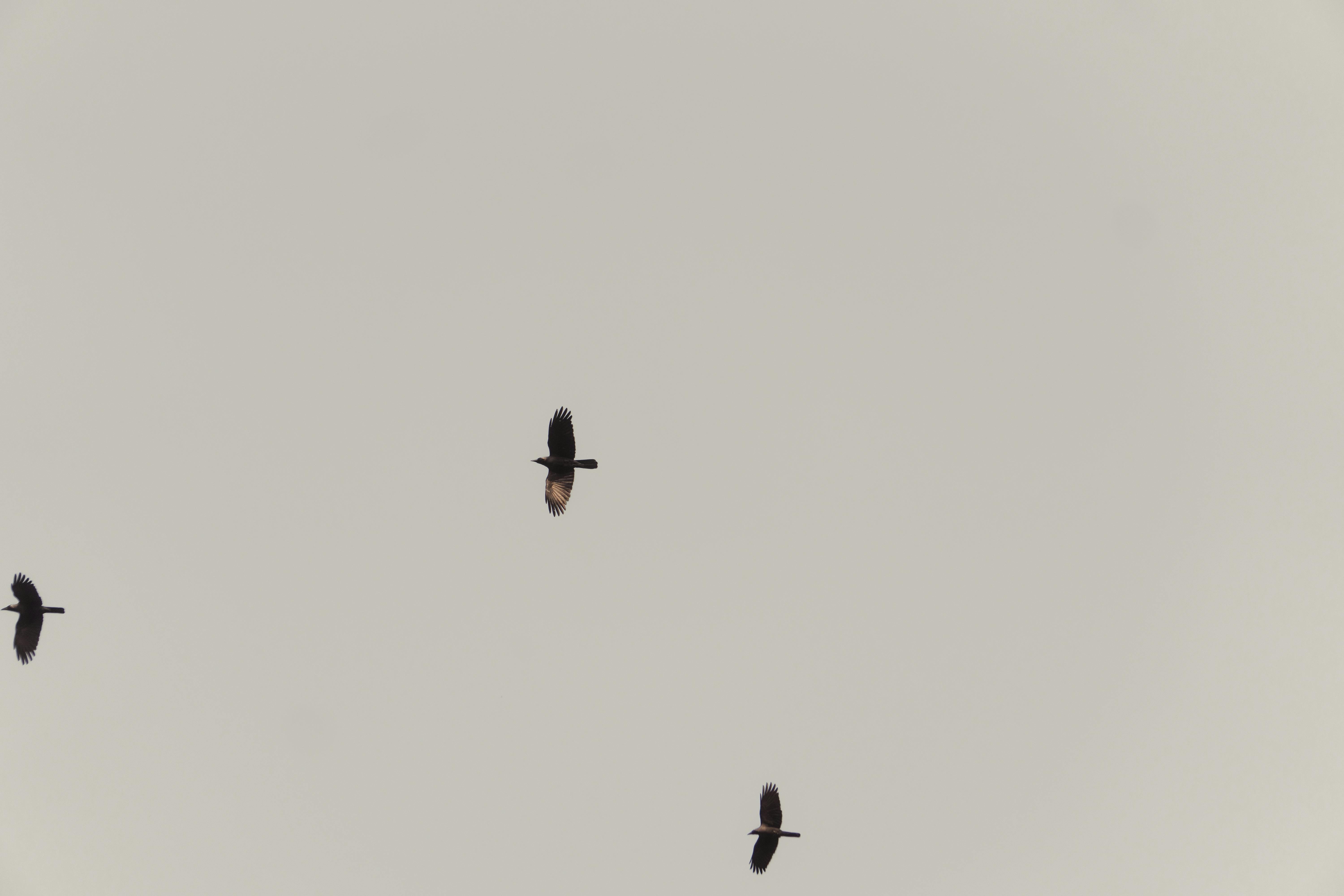 Gratuit Imagine de stoc gratuită din acoperit de nori, aerian, alunecare Fotografie de stoc