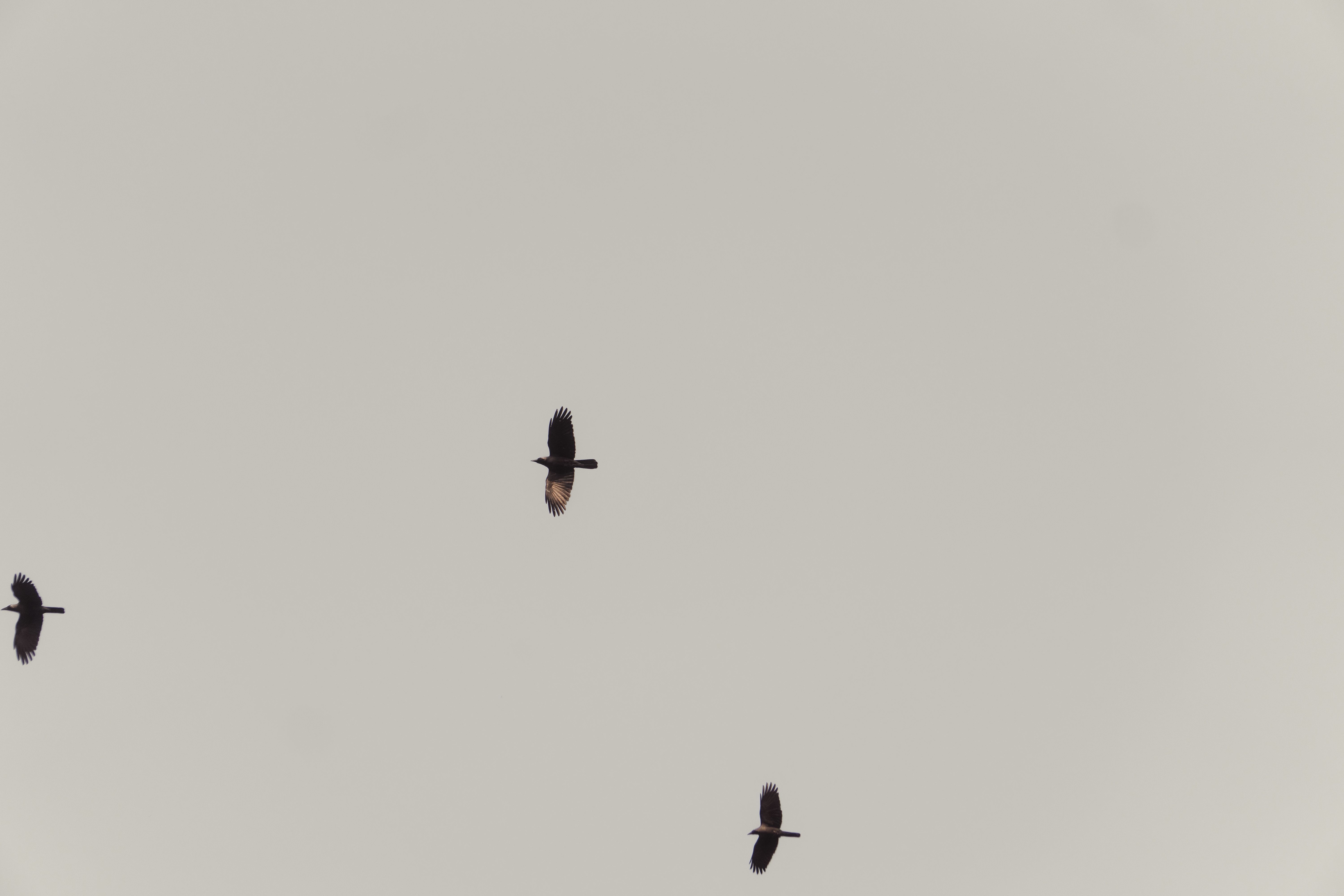 Two Birds Flying in the Sky in Black and White · Free Stock Photo