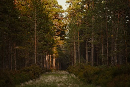 Sunlit path through a dense coniferous forest, ideal for hiking.