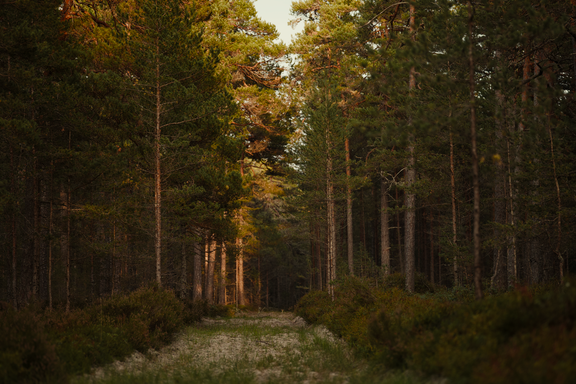 Sentier Serein Et Ensoleillé Dans Une Forêt Dense De Conifères · Photo ...