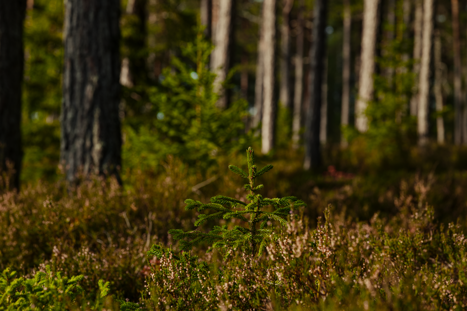 AI in Action: Case Studies of Companies Leveraging AI for Sustainable Growth