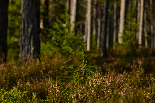 A small spruce tree growing amidst dense forest foliage, sunlit and vibrant.