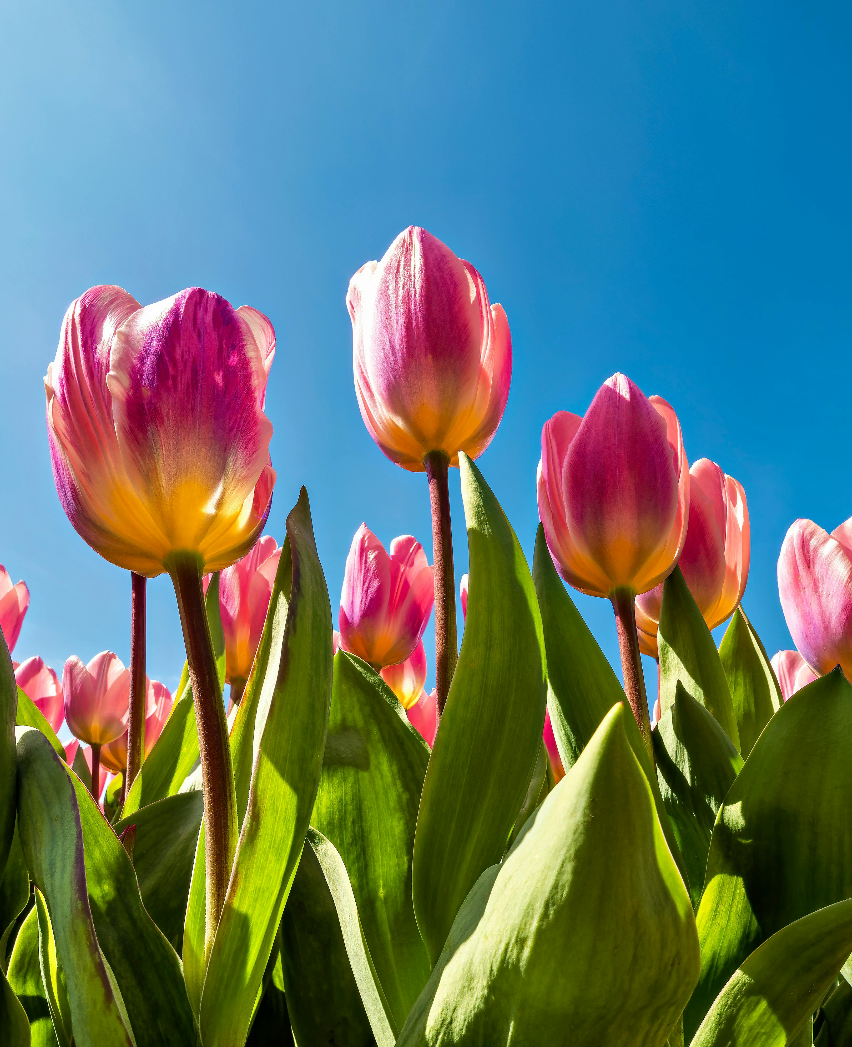 Beautiful pink tulips blooming in bright sunlight with a clear blue sky backdrop.