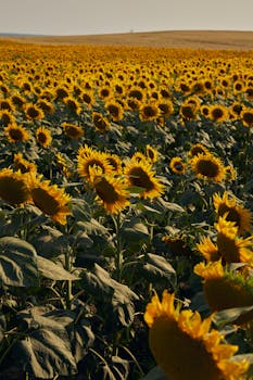 A vast field of vibrant sunflowers basking in the summer sunset, creating a warm and serene atmosphere.