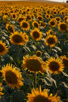 Vibrant sunflower field basking in warm sunlight at sunset, showcasing nature's beauty.
