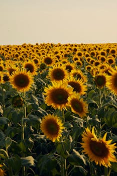 A vibrant field of sunflowers basking in the warm glow of sunset.