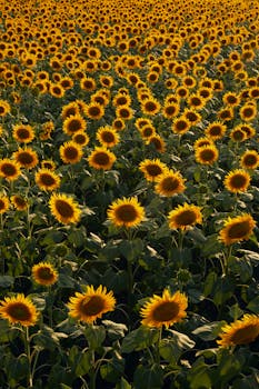 Expansive sunflower field bathed in warm sunset light, showcasing the beauty of nature.