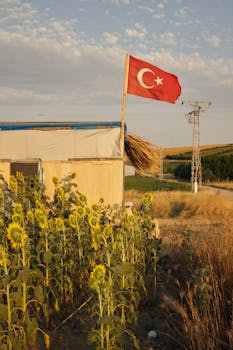Sunflowers bloom under a Turkish flag in scenic Thrace during a golden sunset.
