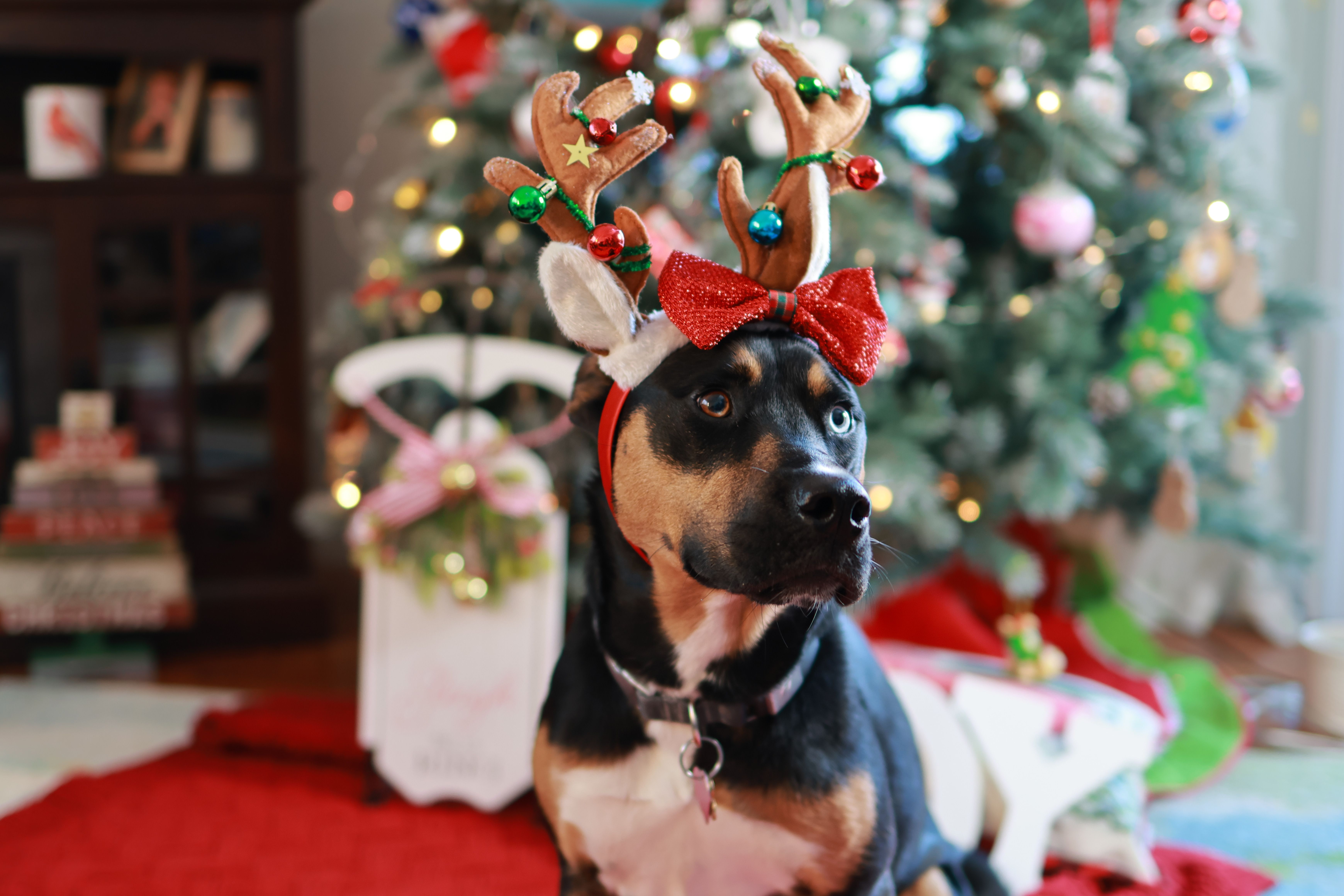 Cute dog wearing festive antlers in a cozy Christmas-themed room with a decorated tree.