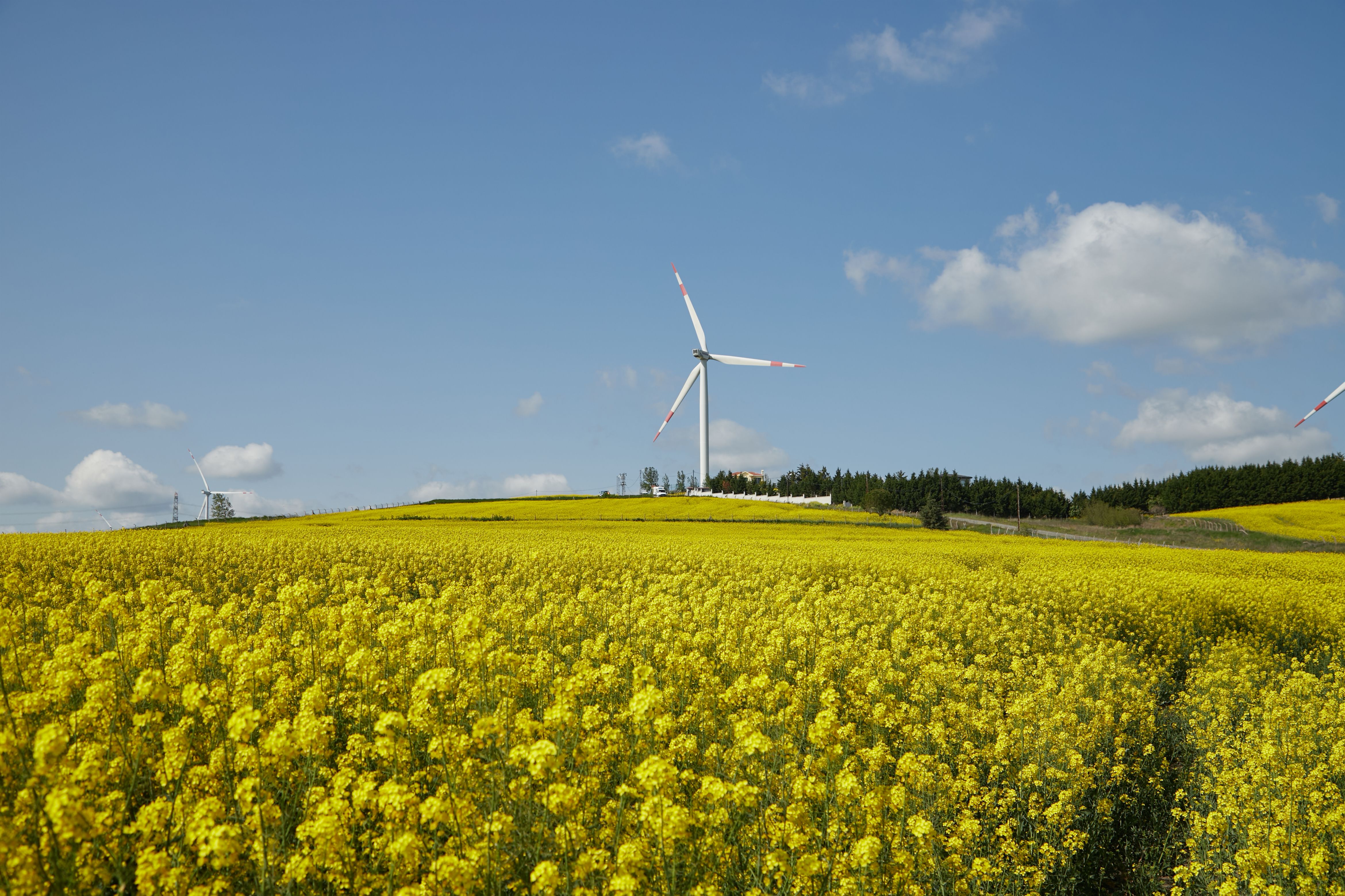 Wind Turbines in Yellow Canola Field Landscape · Free Stock Photo