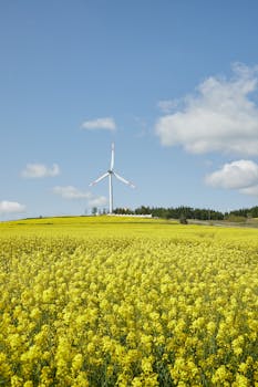 A picturesque wind turbine standing amidst a sprawling yellow canola field under a clear blue sky.