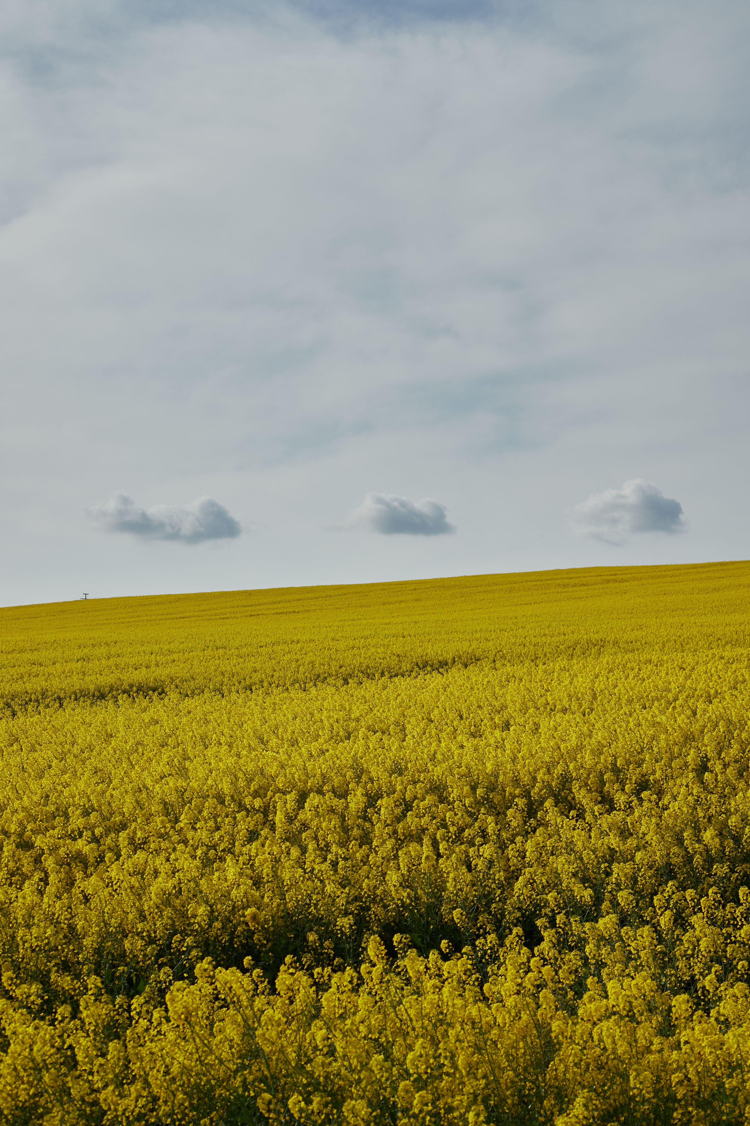 Cele mai bune 5.000+ fotografii cu tema Nori Galbeni · Descărcare