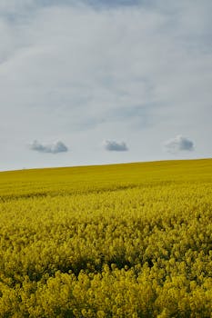 A vibrant canola field stretches under a cloudy sky, capturing the essence of summer.