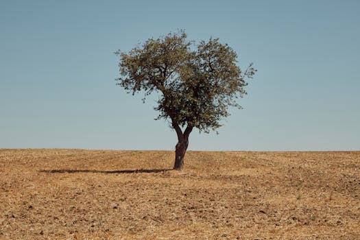 Solitary tree standing in a dry, open landscape with minimal vegetation and a clear blue sky.