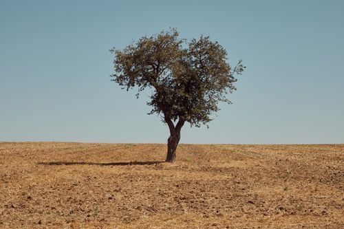Free Solitary tree standing in a dry, open landscape with minimal vegetation and a clear blue sky. Stock Photo