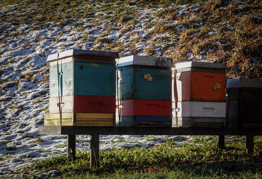 Ruches colorées sous la neige en hiver — préparation hivernale et protection des colonies par Mission Abeille
