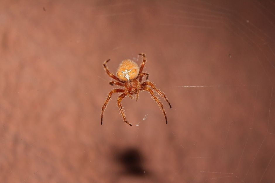 Detailed close-up of an orange orb-weaver spider suspended on its web.