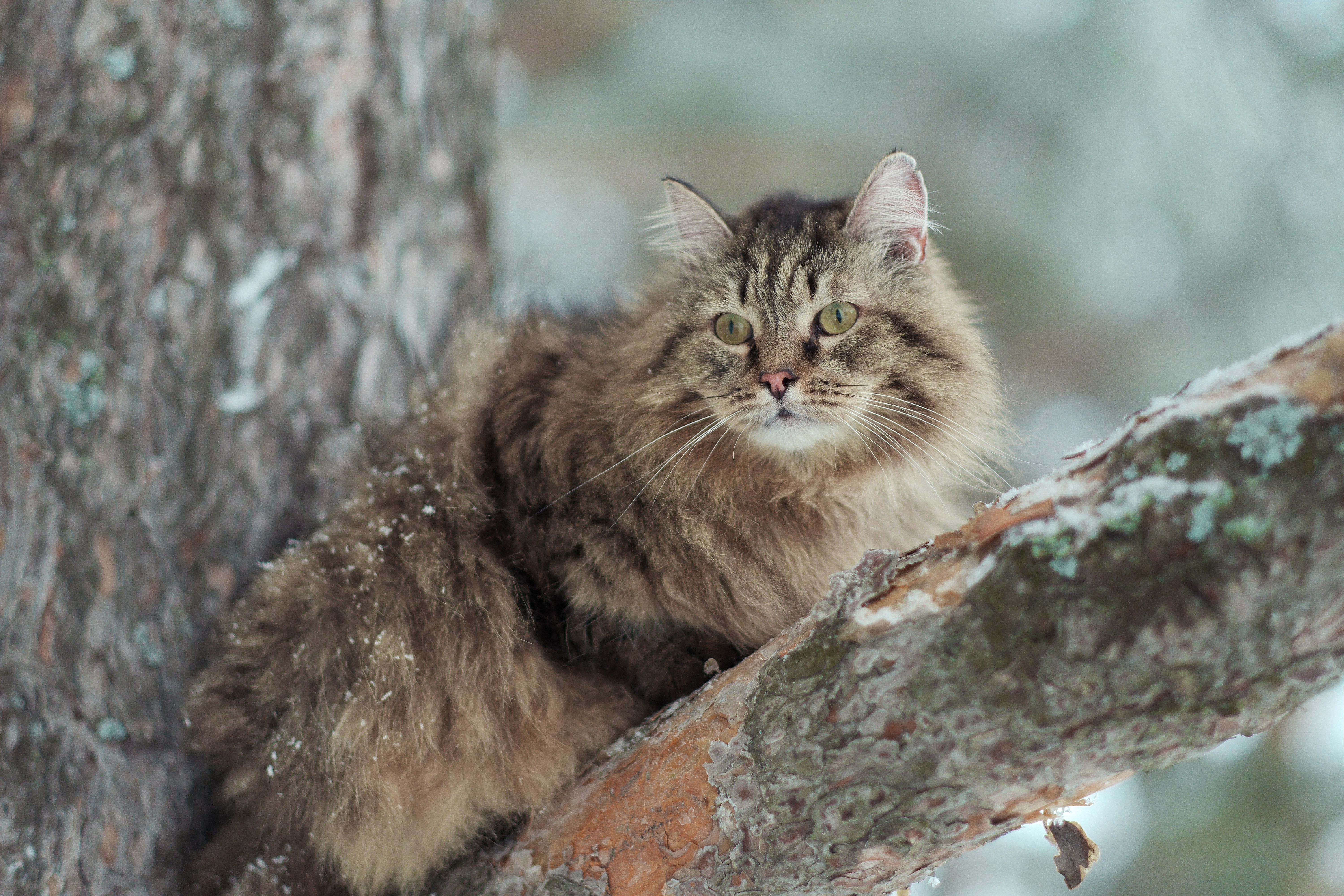 A fluffy Siberian cat perched on a snowy pine tree branch in a winter scene.