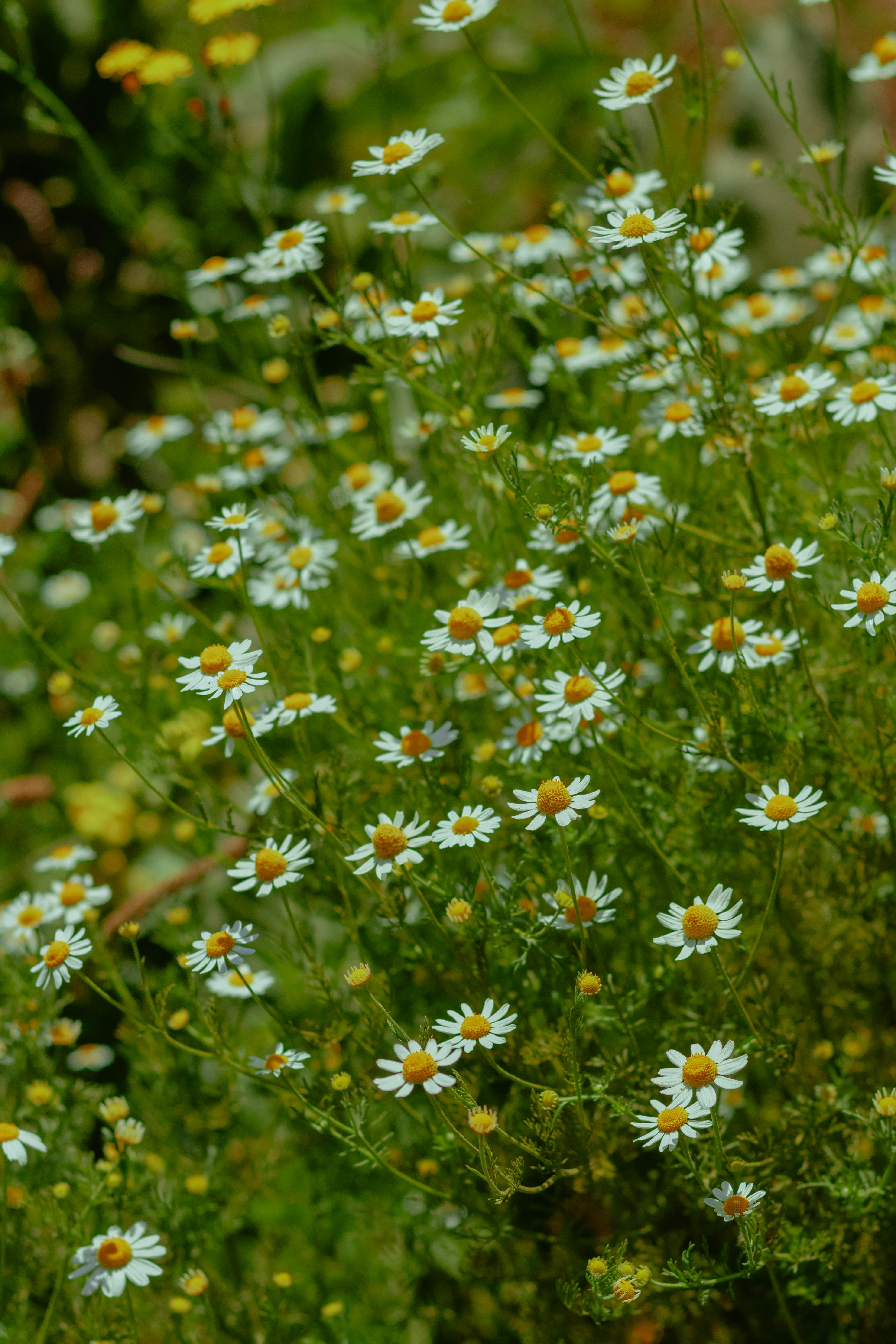 aromatic herb garden near fire pit