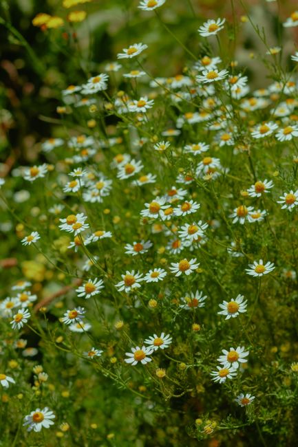 Vibrant chamomile flowers bloom in a lush green field in Ñuble, Chile.