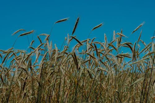 Free Lush wheat field swaying under a bright blue sky in Ñuble, Chile, epitomizing natural beauty. Stock Photo