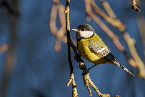 Free A great tit bird perched on a branch in winter, showcasing vibrant plumage and natural beauty. Stock Photo