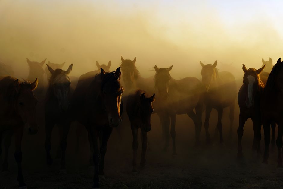 Silhouettes of horses in a misty dusk creating a dramatic and serene scene.