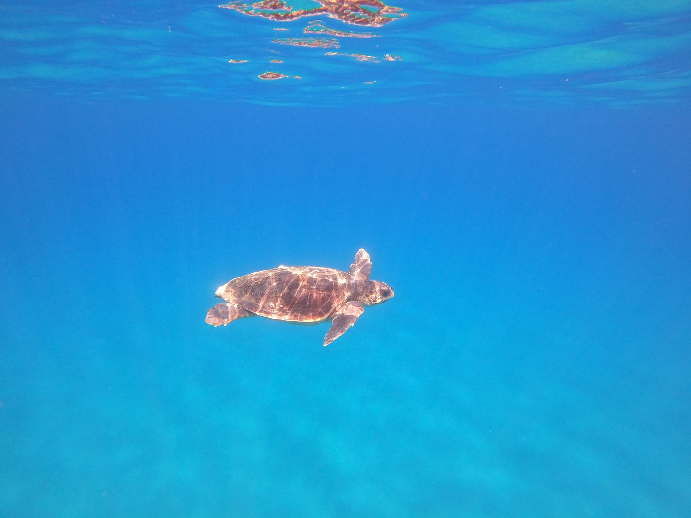 Sea turtle swimming through clear blue ocean water