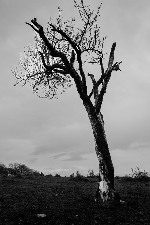 Free A solitary tree stands against a foggy sky in a barren Bolu landscape. Stock Photo