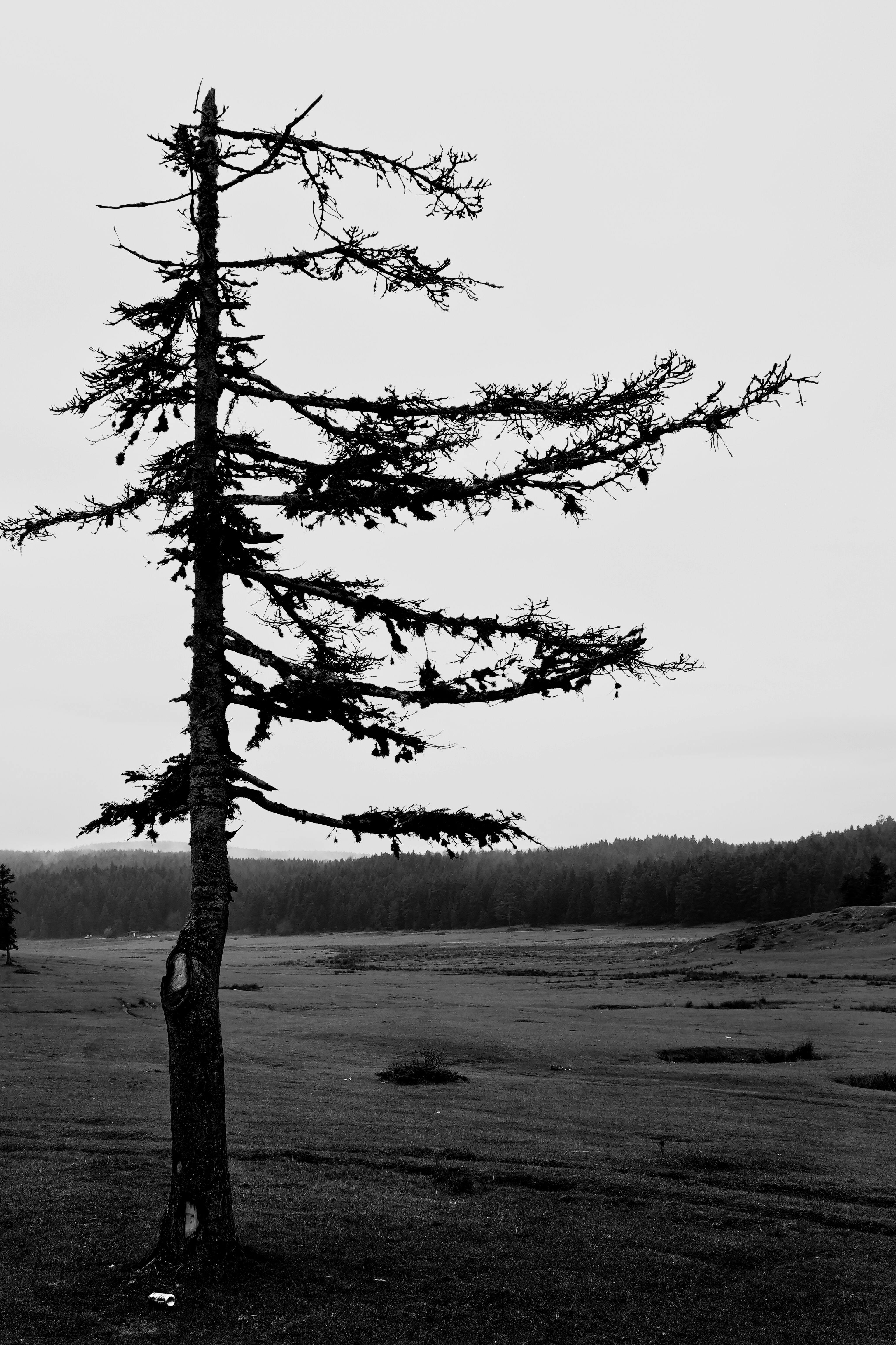 A solitary tree stands in a foggy landscape in Bolu, Türkiye, evoking mystery.