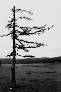A solitary tree stands in a foggy landscape in Bolu, Türkiye, evoking mystery.