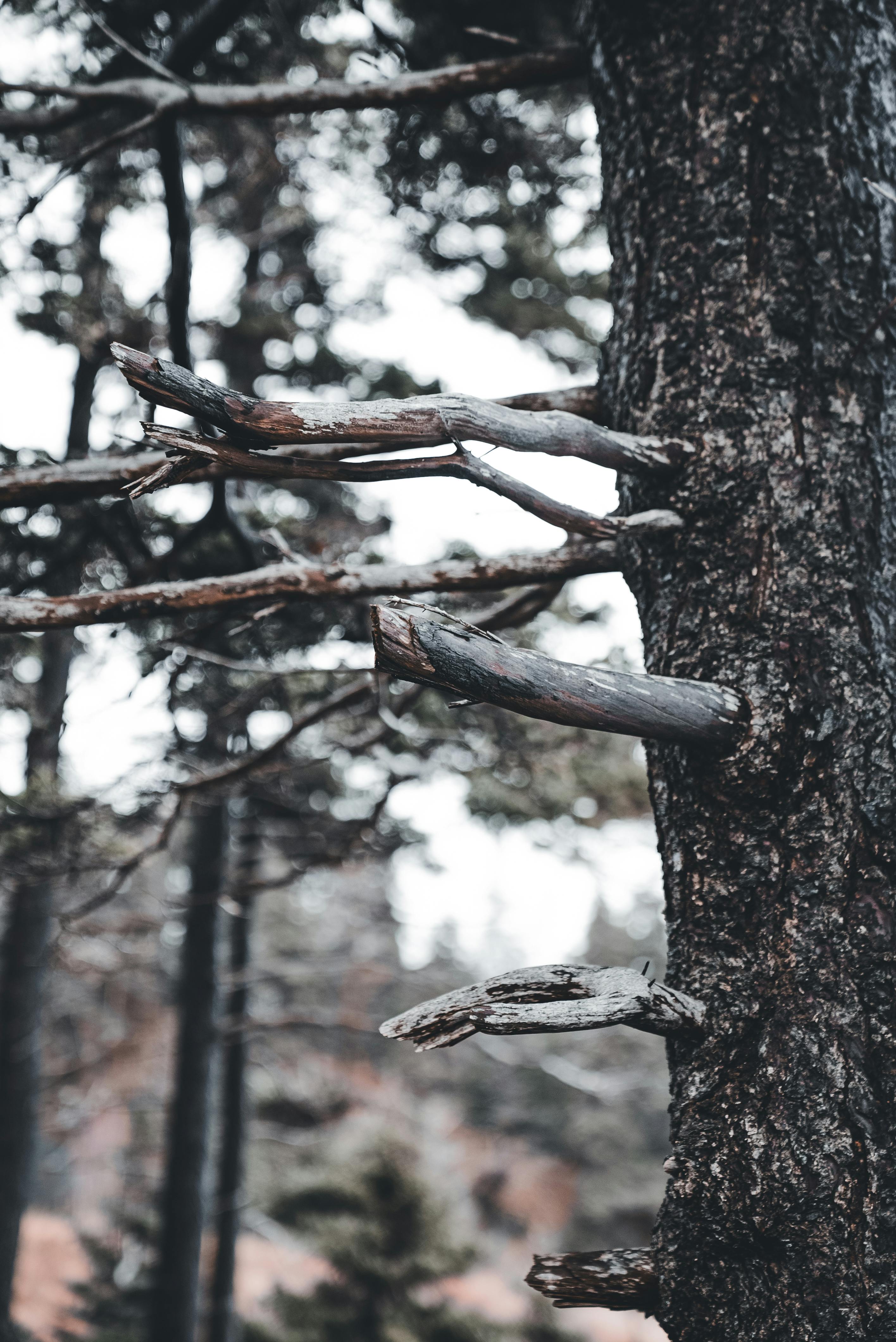 Close-up of Forest Tree with Bare Branches · Free Stock Photo