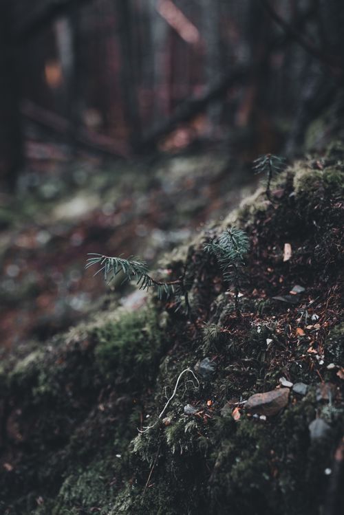 Free Captivating close-up of a forest floor with lush moss and delicate ferns in a moody atmosphere. Stock Photo