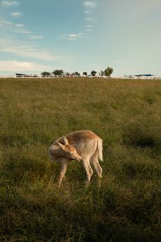 A young deer grazes in a sunlit field in Anseong-si, South Korea.