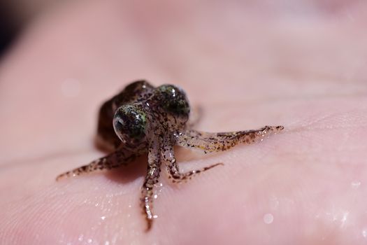 octopus photo