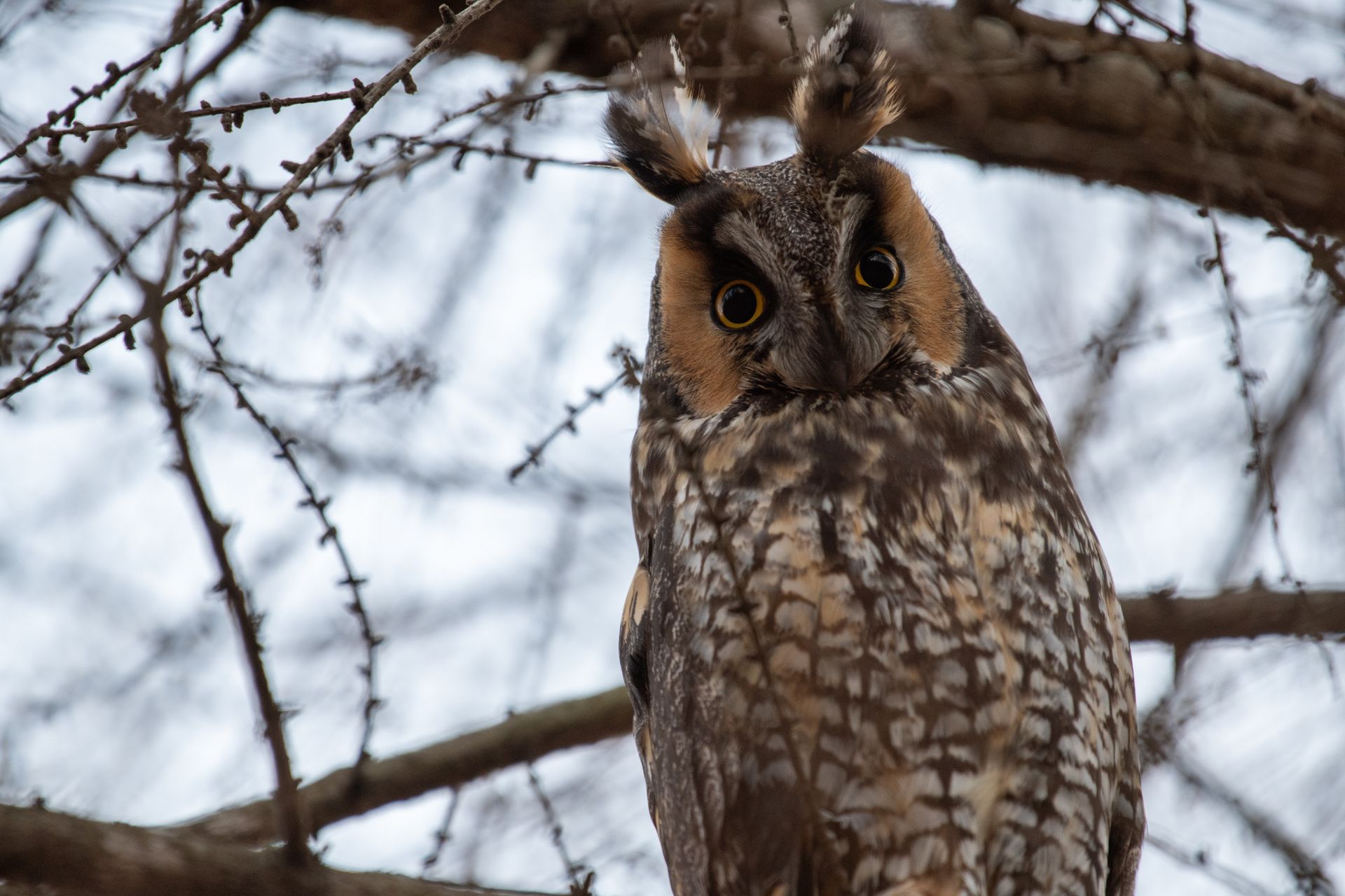 Free stock photo of bird, bird of prey, long eared owl