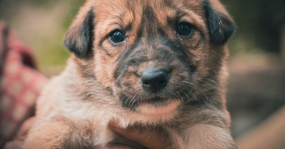 The Best Tips for Creating a Pet-Friendly Home