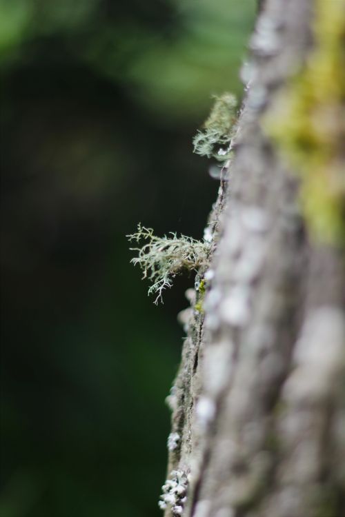 Free Macro shot of lichen growing on a tree in Ooty, India, showcasing the intricate details and texture. Stock Photo