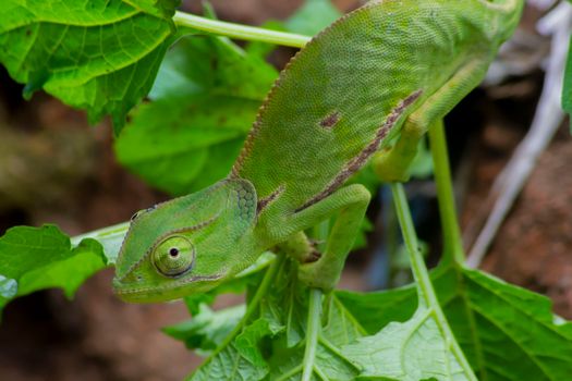 chameleon photo
