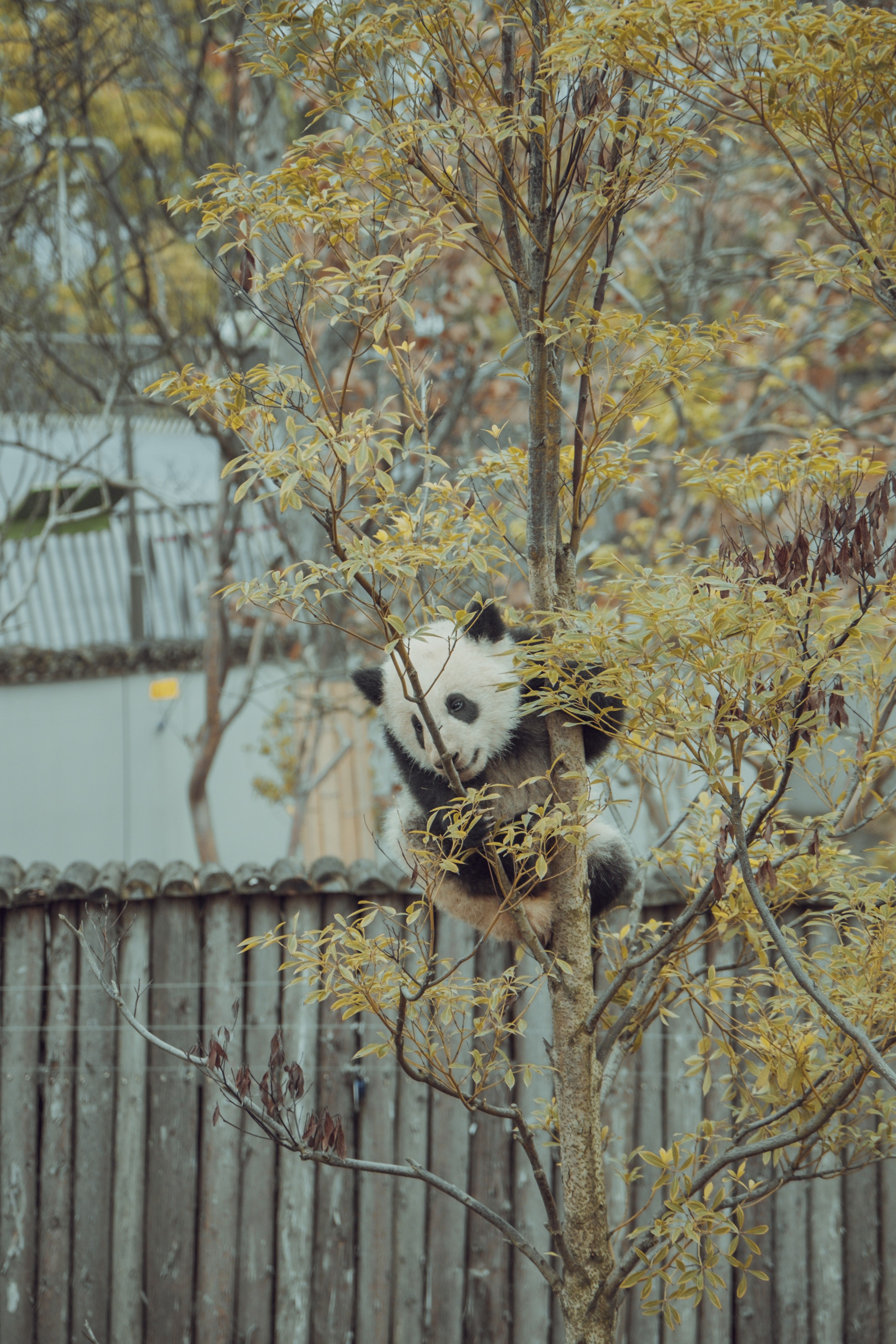 Panda Cub Climbing Tree in Natural Habitat · Free Stock Photo