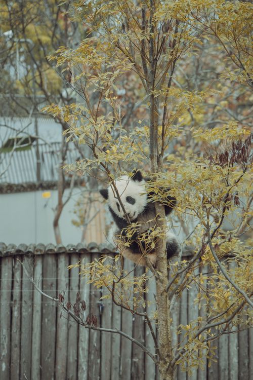 Panda Fall Tree Panda Cub Climbing Tree in Natural Habitat · Free Stock Photo